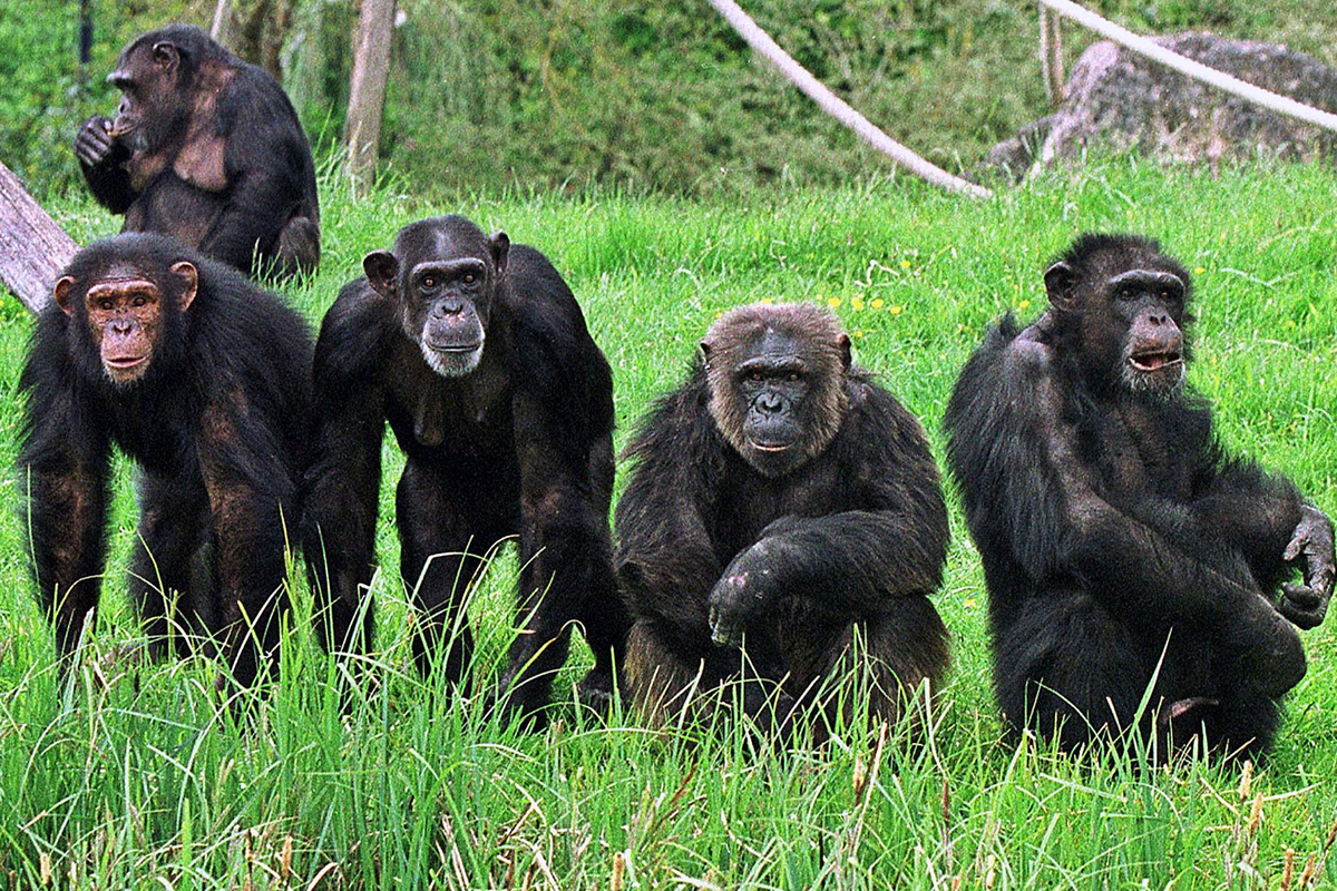Gombe National Park landscape