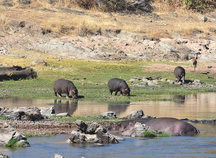 Ruaha National Park wildlife and landscape