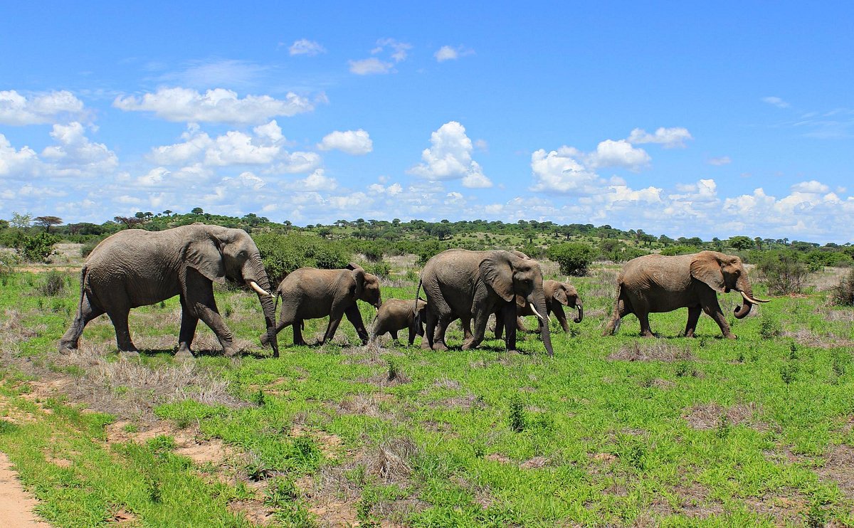Ruaha wildlife viewing