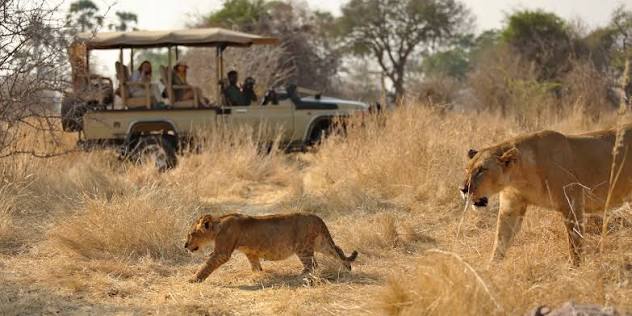 Ruaha and Iringa travel experience